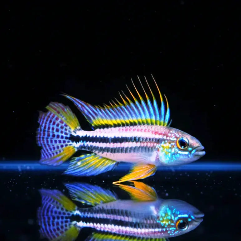 Apistogramma bitaeniata "Brazil" – Farbintensiver Zwergbuntbarsch aus dem Amazonas AquaTimo
