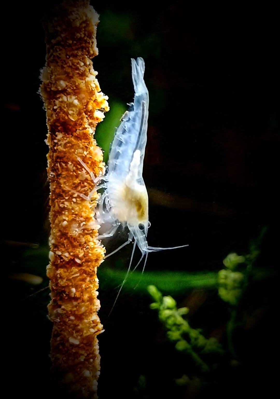 Neocaridina davidi - White Pearl Garnelen