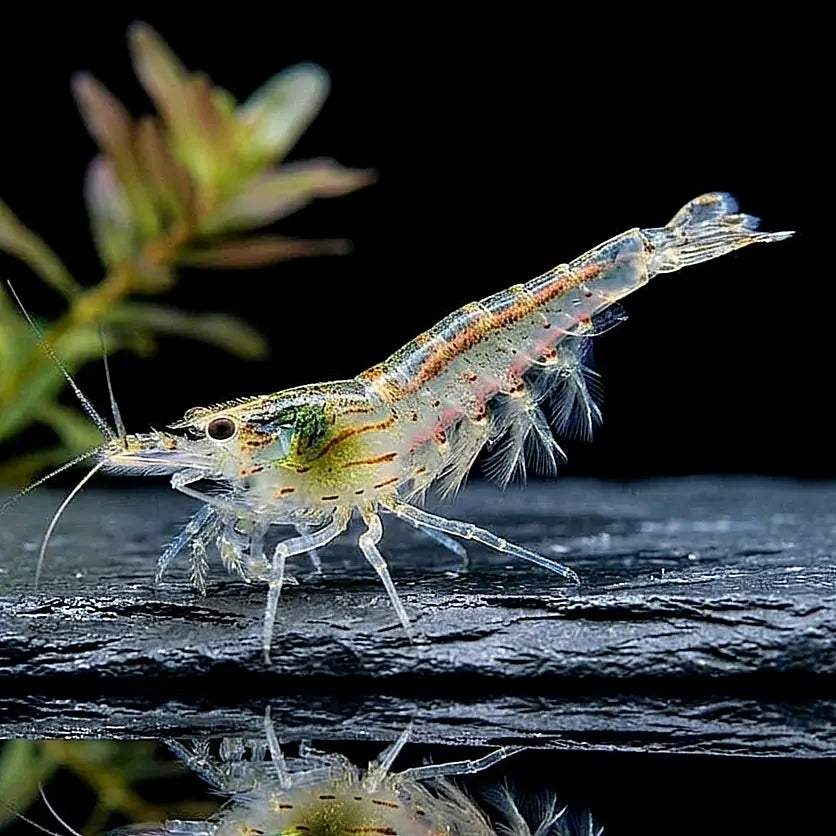 Caridina multidentata - Amanogarnele -🤍 Natur 🌱 AquaTimo