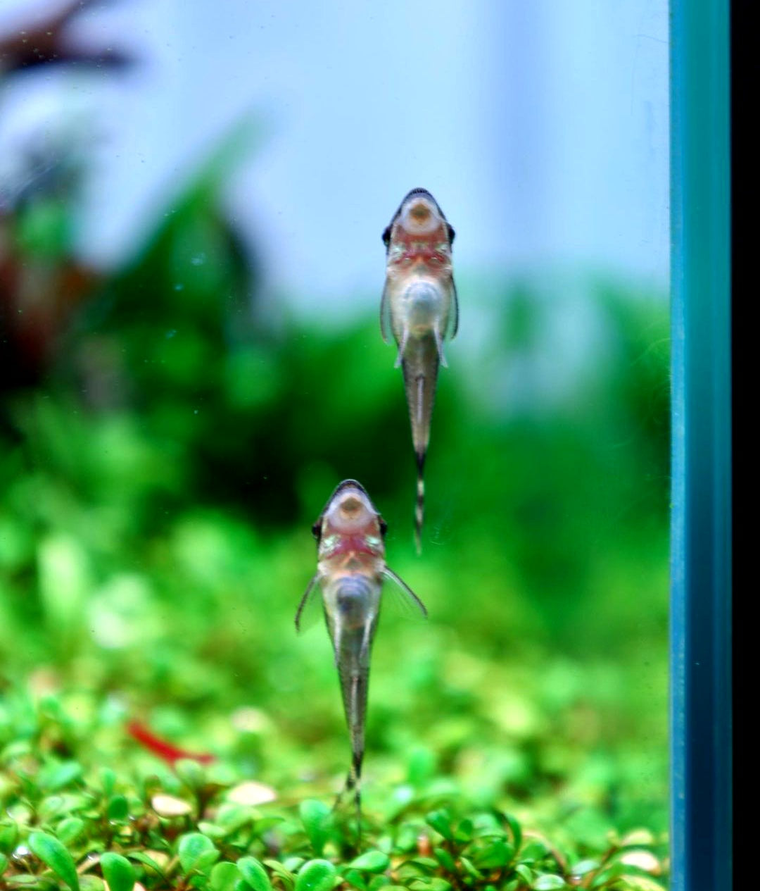 Ohrgitter-Harnischwels – Otocinclus affinis 🍃🐟