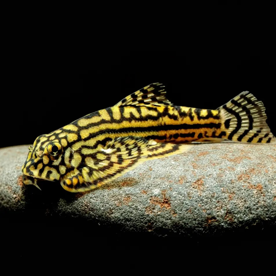 Prachtflossensauger – 💛 Sewellia lineolata 🐟🌿 - Flossensauger AquaTimo