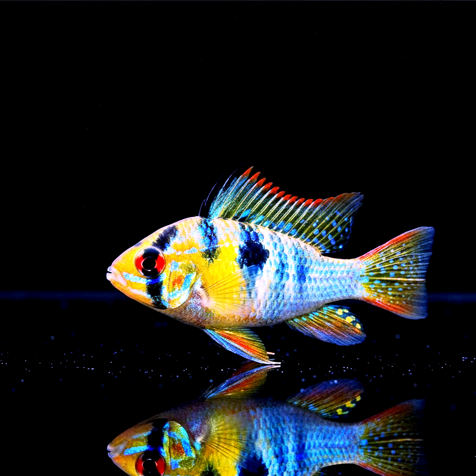 Schmetterlingsbuntbarsch (Microgeophagus ramirezi) aus Liebevoller Zucht !
