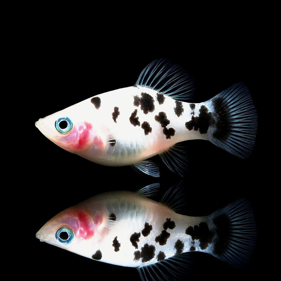 Platy Pfeffer und Salz Weiß – Elegante Kontraste für dein Aquarium