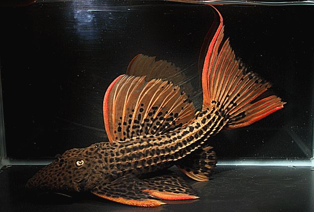 L024 Rotflossen-Kaktuswels – Pseudacanthicus pitanga 🔥🛡️ ca 9-14 cm
