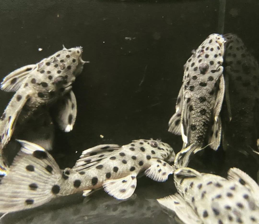 Weißspitzen Rüsselzahnwels - leporacanthicus joselimai L264 🐟⚪