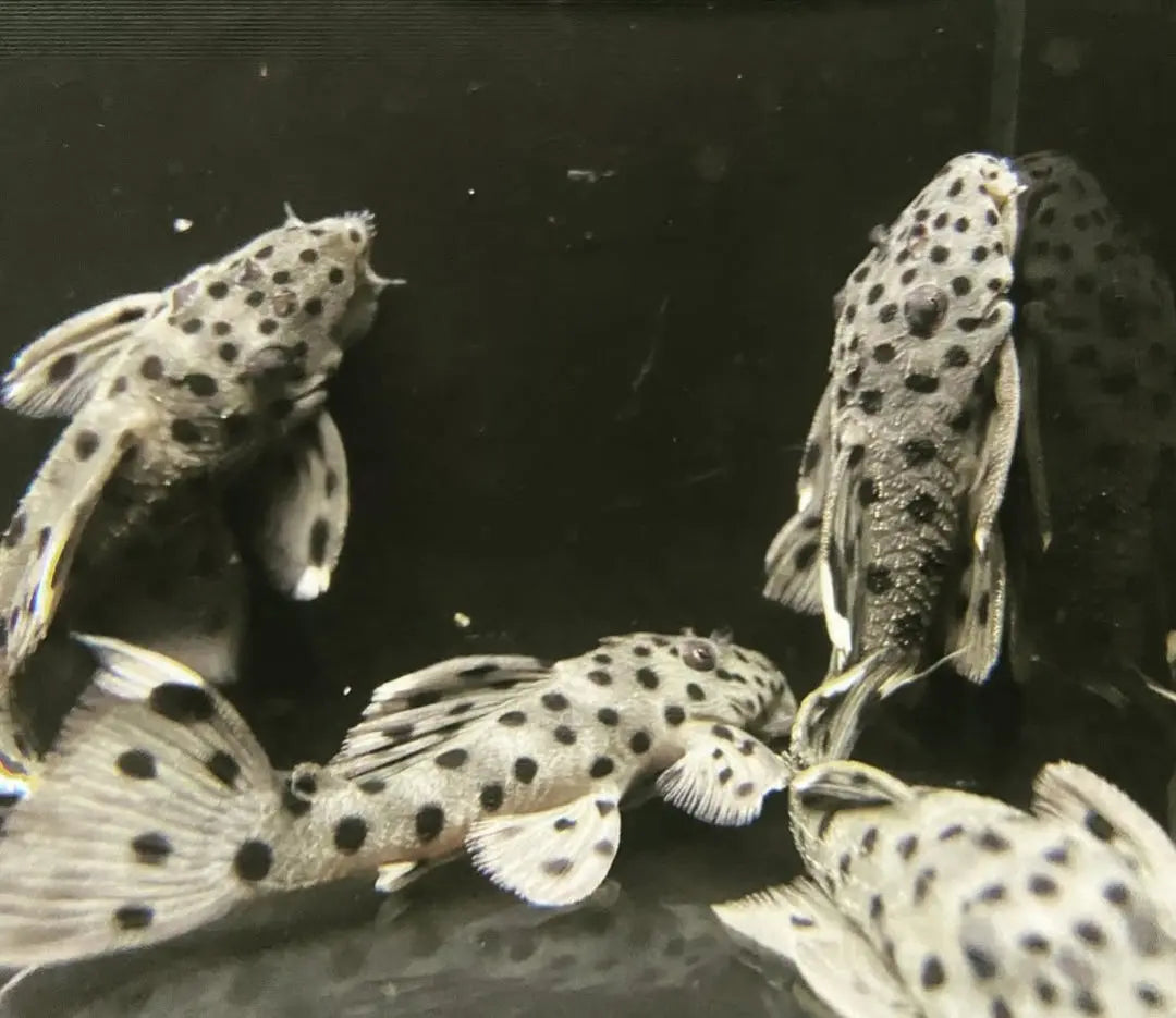 Weißspitzen Rüsselzahnwels - leporacanthicus joselimai L264 🐟⚪ AquaTimo