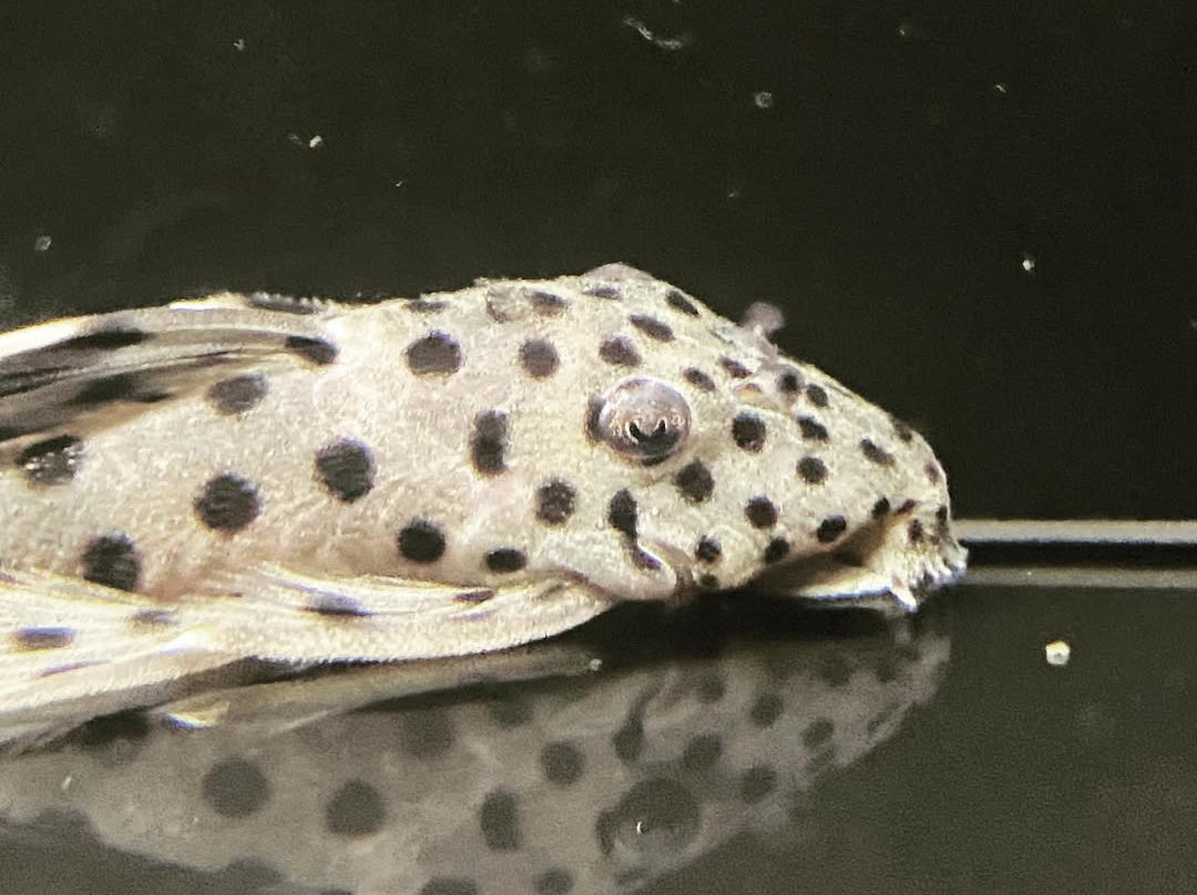 Weißspitzen Rüsselzahnwels - leporacanthicus joselimai L264 🐟⚪