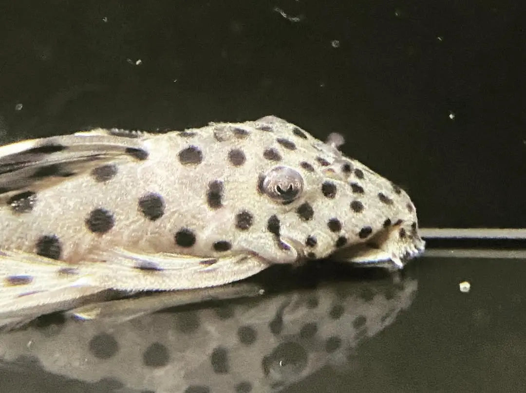 Weißspitzen Rüsselzahnwels - leporacanthicus joselimai L264 🐟⚪ AquaTimo