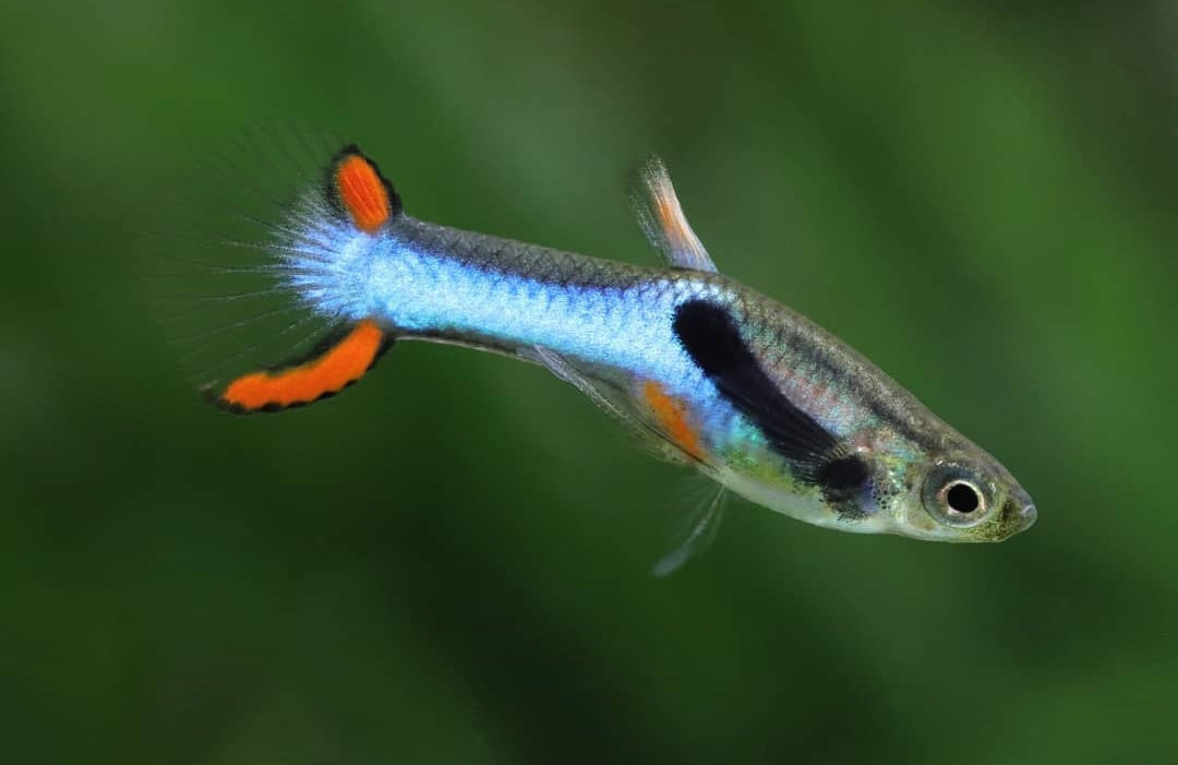 Endler Guppy "Japan Blue" – Poecilia wingei 💙🐠
