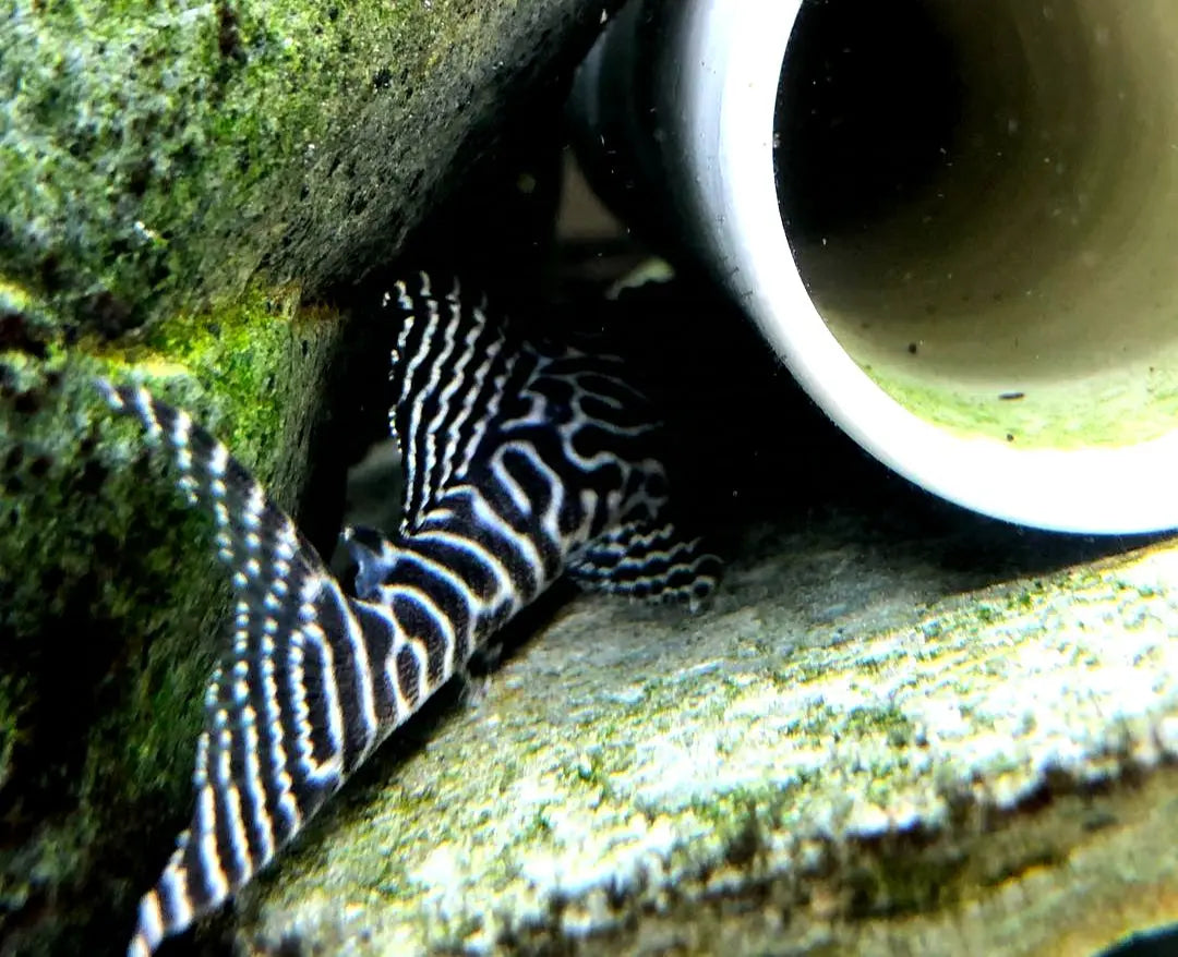 L66 King Tiger Pleco - Hypancistrus spec. 5-7 cm L066 LDA066 LDA66 AquaTimo