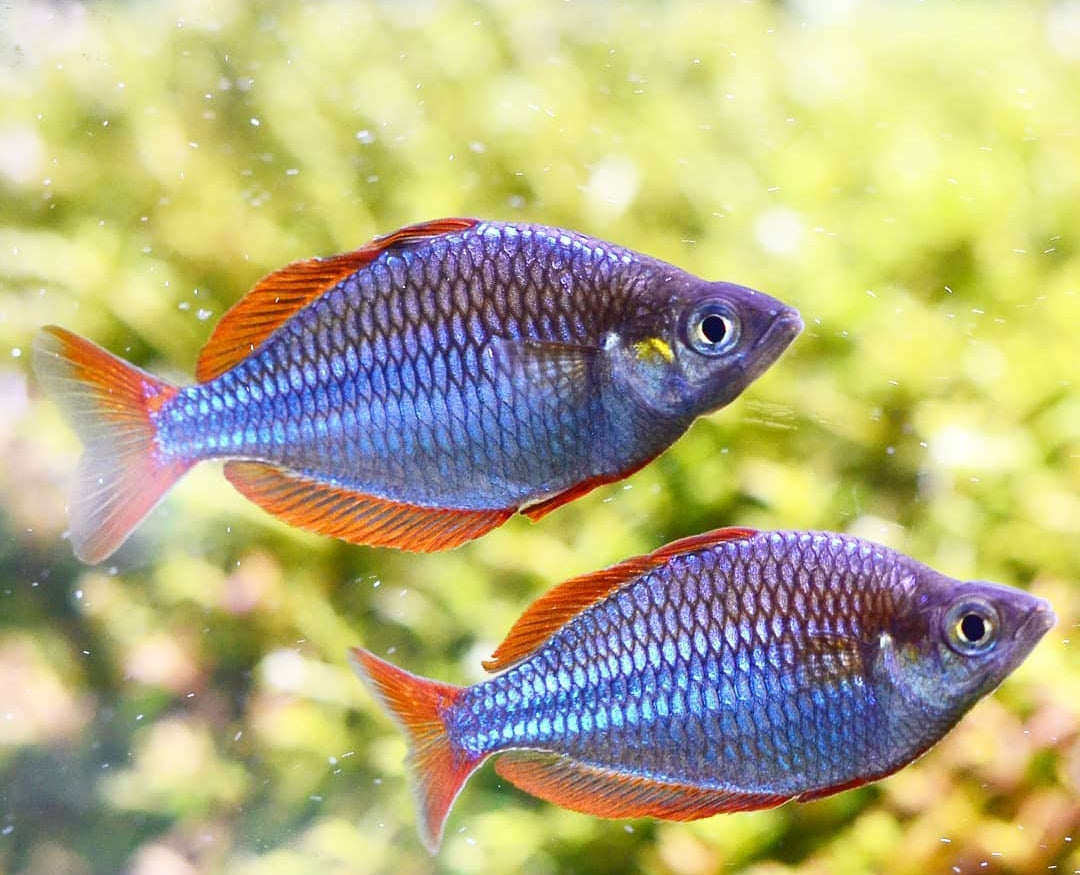 Pracht Regenbogenfisch – melanotaenia praecox 🐟✨