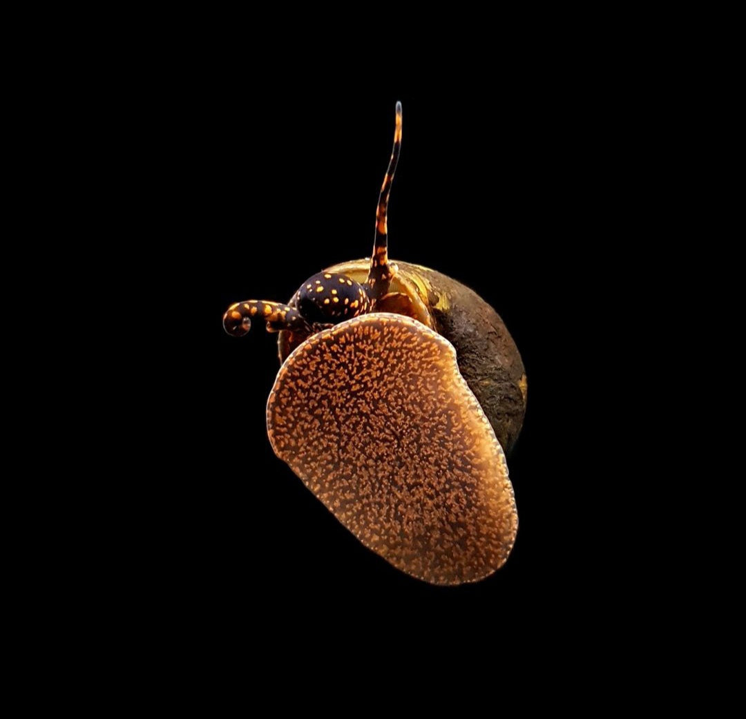 Notopala sp. - Blue Berry Snail