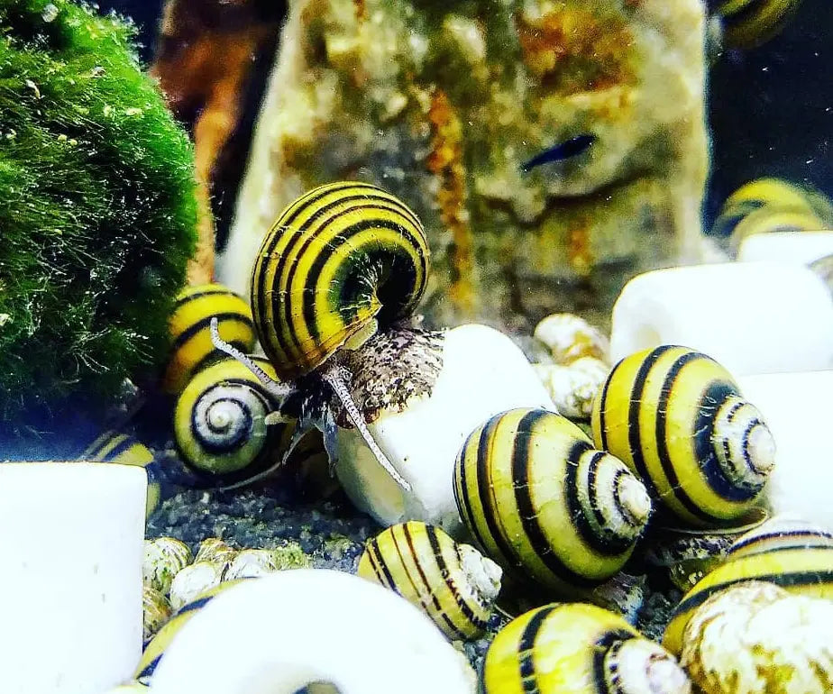 Zebra Apfelschnecke – Asolene spixi 🐌 AquaTimo