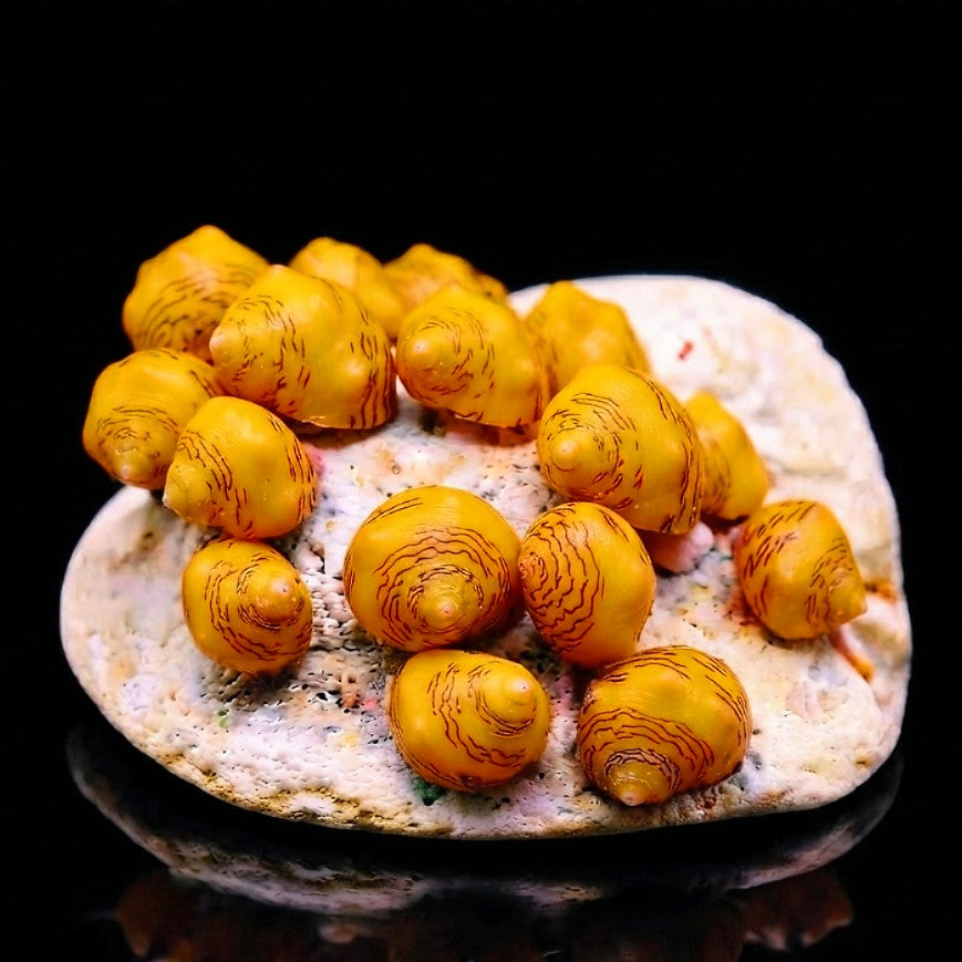 Clithon sowerbianum - 💛💛💛💛 Yellow fancy Geweihschnecke