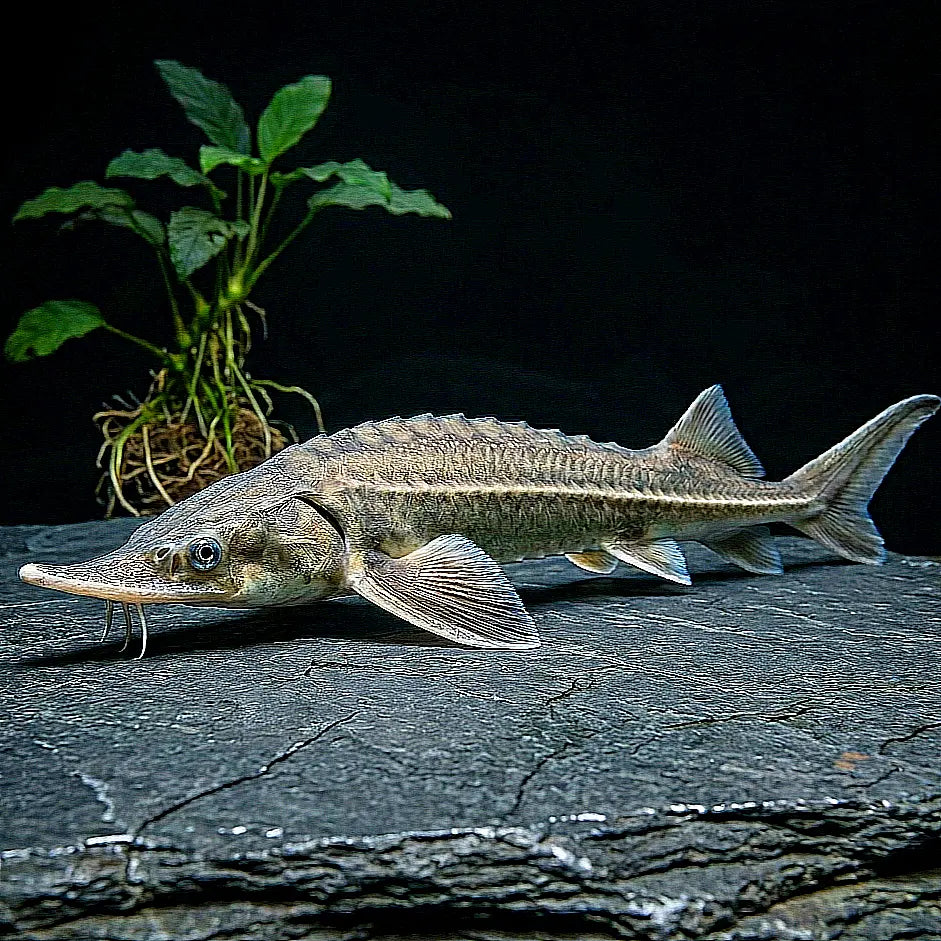 Sterlets (Acipenser ruthenus) – Der ideale Stör für den Gartenteich AquaTimo