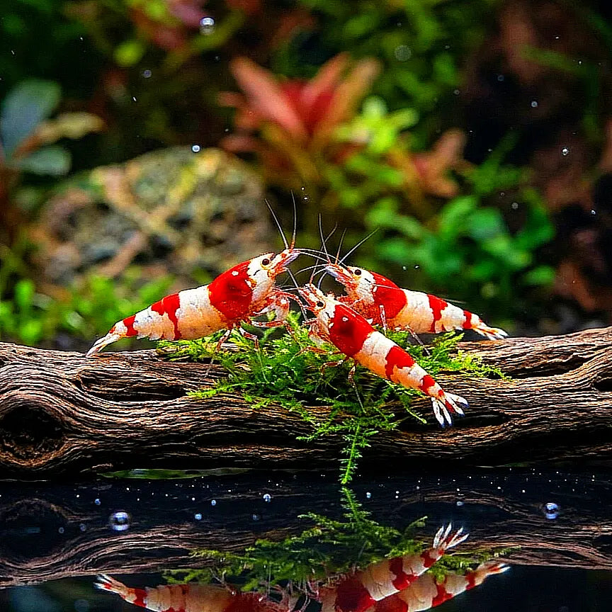 Caridina logemanni - Zwerggarnele ❤️🤍 "Kristal Red" K2-K4 AquaTimo