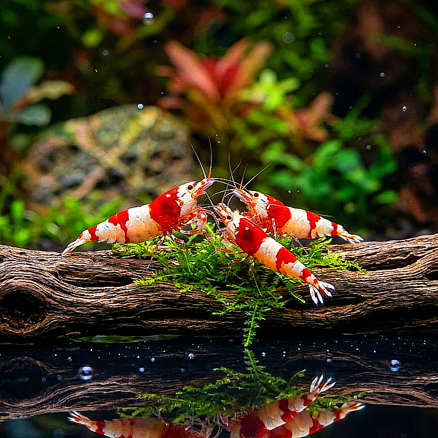 Caridina logemanni - Zwerggarnele "Kristal Red" K2-K4
