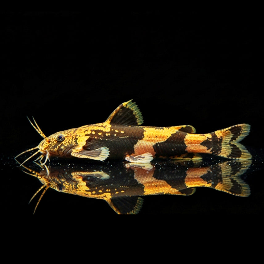 Zwerghummelwels
Akysis prashadi 🐝🐟