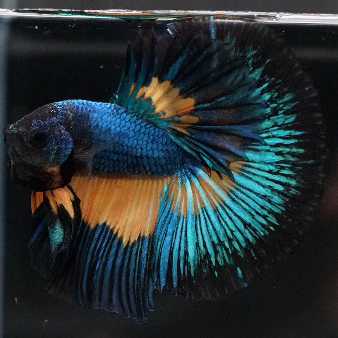 Betta splendens "Halfmoon Fancy Blue" – Farbenfroher Kampffisch mit spektakulärer Musterung