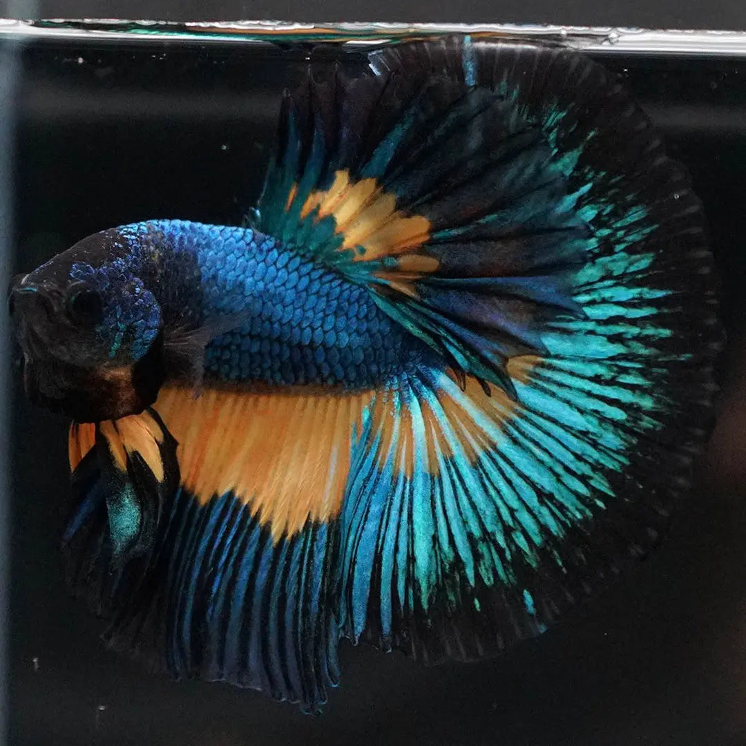 Betta splendens "Halfmoon Fancy Blue" – Farbenfroher Kampffisch mit spektakulärer Musterung AquaTimo