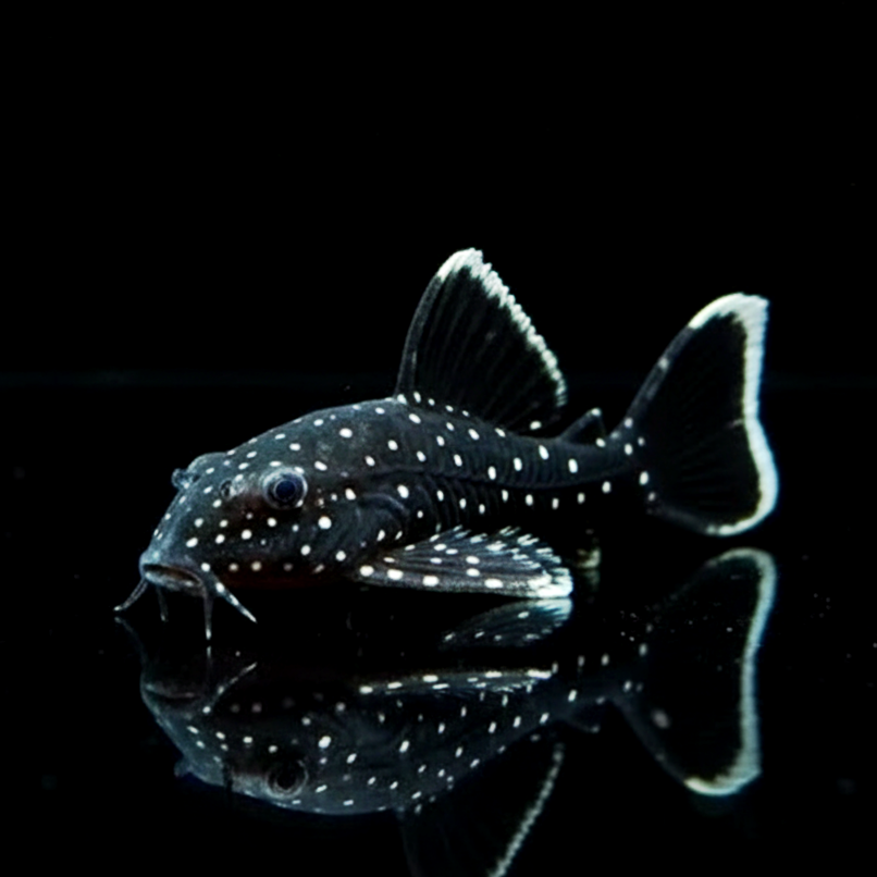 L183 Weißsaum Ancistrus – Ancistrus dolichopterus var. "L183" 🐠🌿