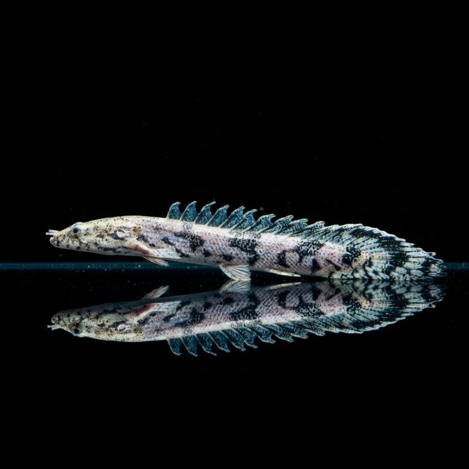 Endlichers Flösselhecht – Polypterus endlicherii