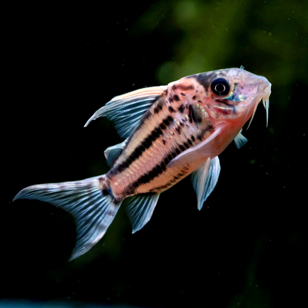 Superschwartzii CW28 - XXL Highfin