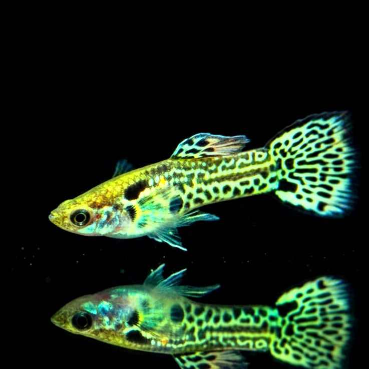 Poecilia wingei Endler – Green Tiger King Cobra 🐍💚🐯