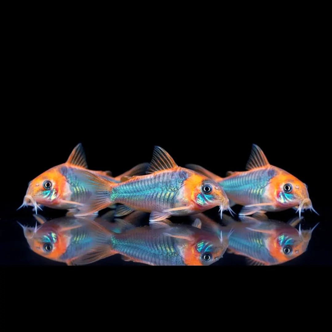 Corydoras eques 🧡🐟 AquaTimo