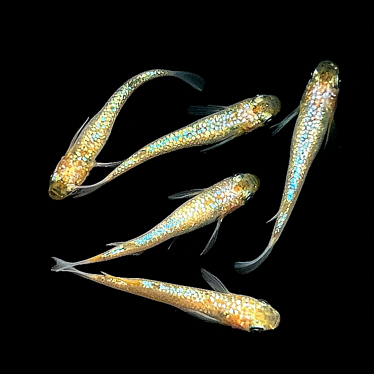 Medaka - Mettal White