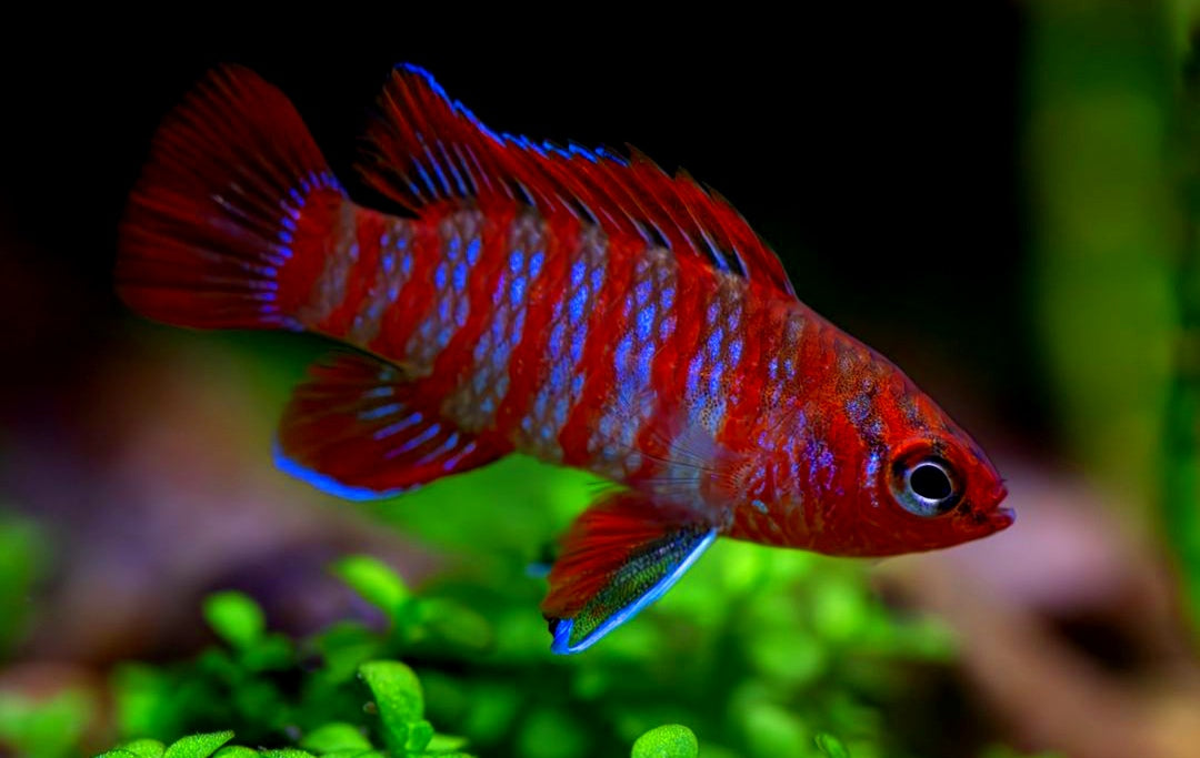 Dario dario – Scharlachroter Zwergblaubarsch