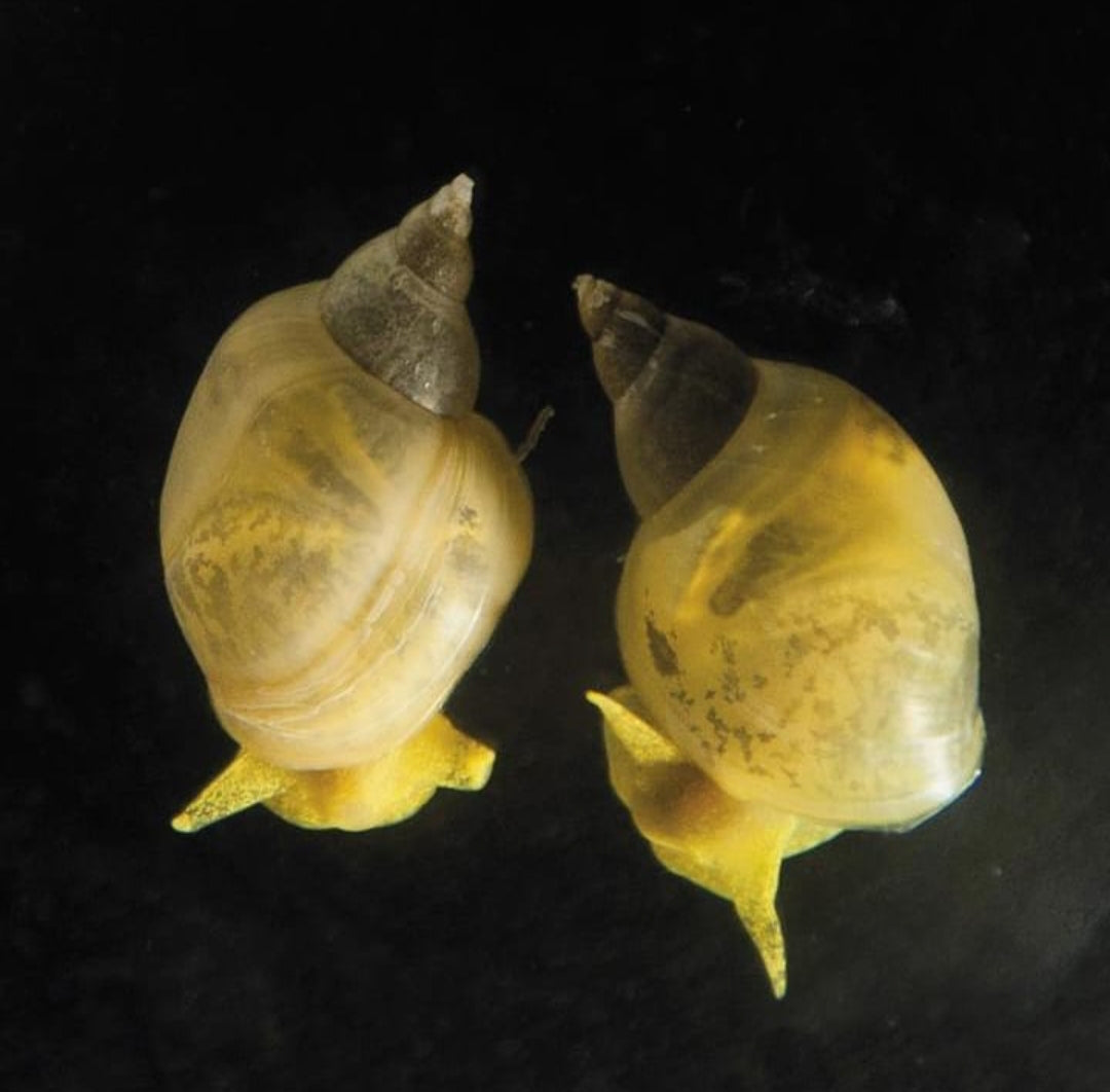 Spitzschlammschnecken – Yoda Schnecken (Lymnaea stagnalis)