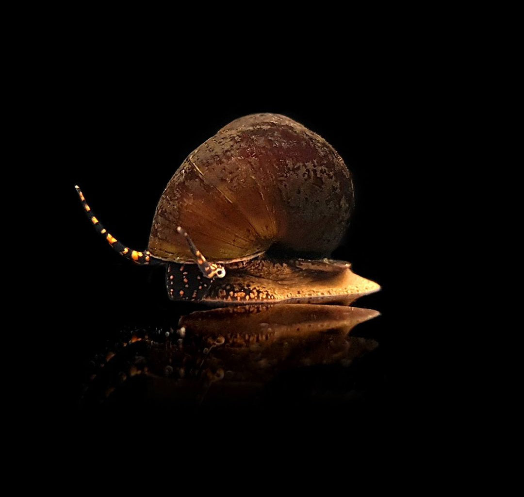 Notopala sp. - Blue Berry Snail