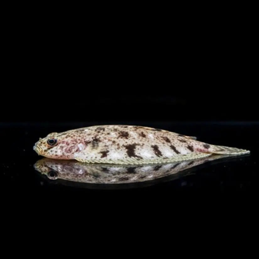 Indische Süßwasserflunder – Euryglossa panoides (auch bekannt als Brachirus panoides) 🐟🇮🇳 AquaTimo