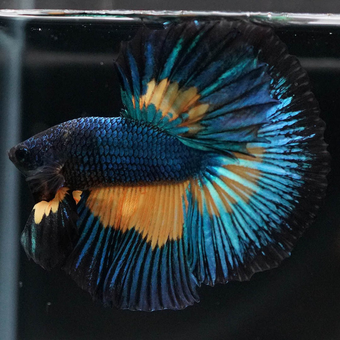Betta splendens "Halfmoon Fancy Blue" – Farbenfroher Kampffisch mit spektakulärer Musterung