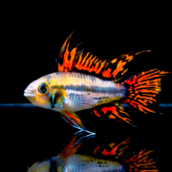 Apistogramma cacatuoides – "Double Red" | Kakadu-Zwergbuntbarsch