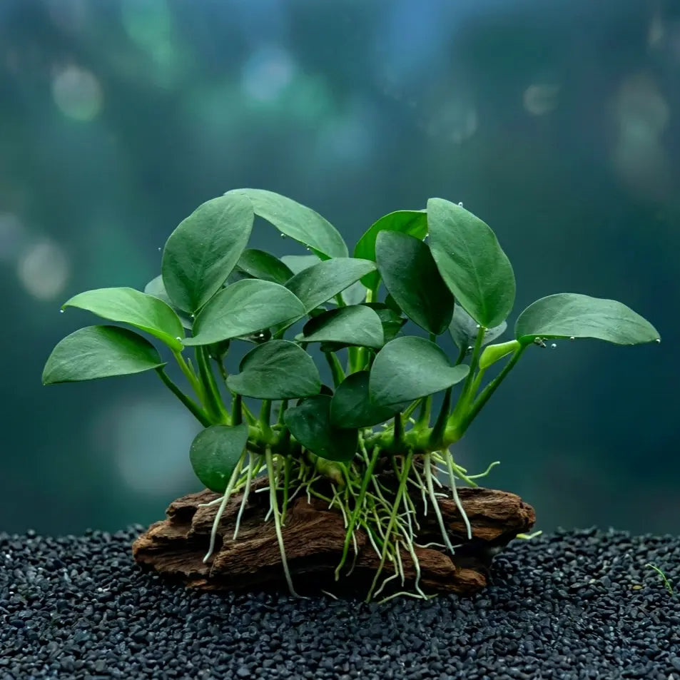 Anubias barteri nana CUP / Dennerle-Plants AquaTimo