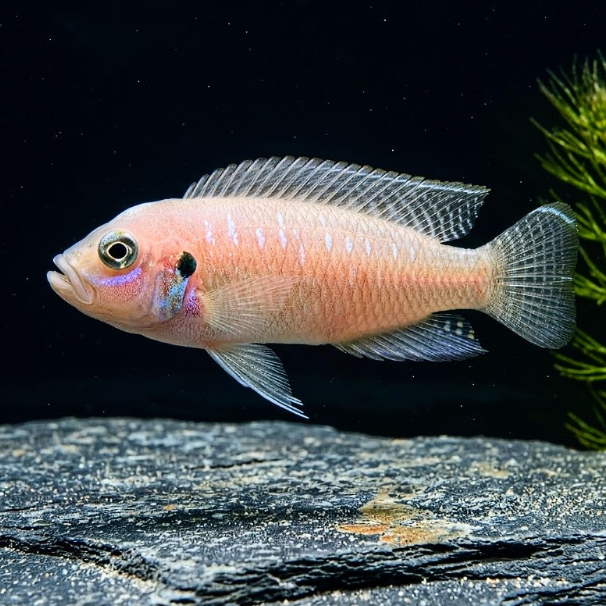 Neolamprologus brevis "Congo" – Der charmante Schneckenbuntbarsch aus dem Tanganjikasee