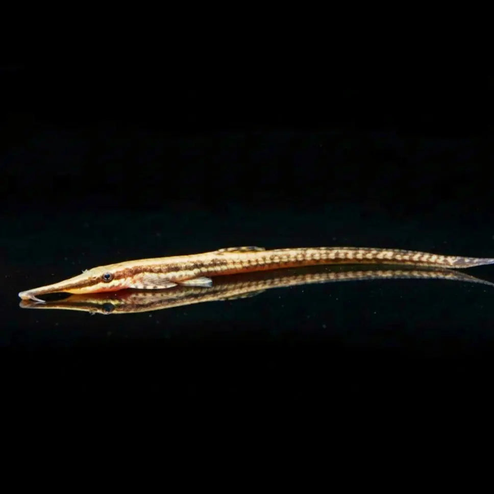 Gemeiner Nadelwels – Farlowella acus 🐟🌿 AquaTimo