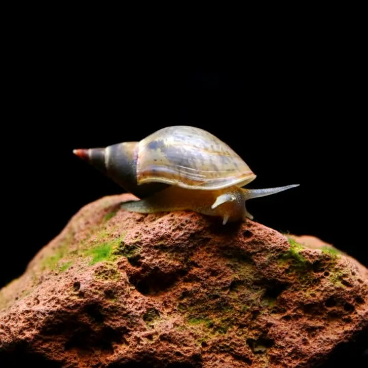 Spitzschlammschnecken – Yoda Schnecken (Lymnaea stagnalis) AquaTimo