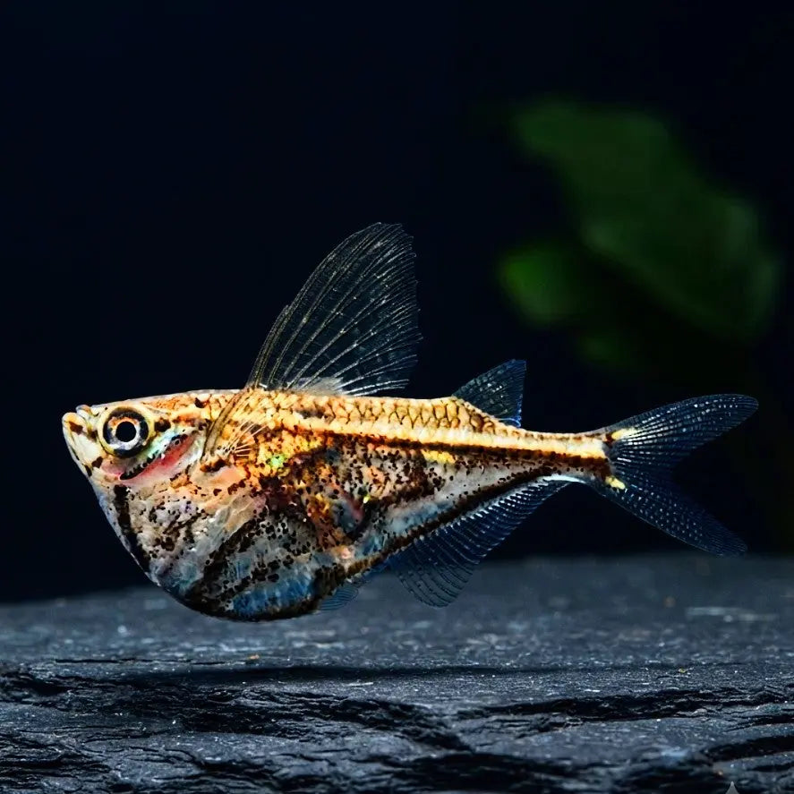 Marmorierter Beilbauchfisch – Carnegiella strigata AquaTimo