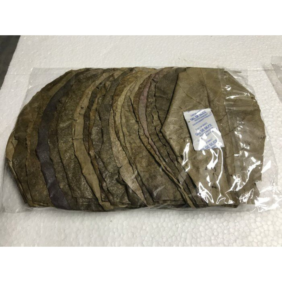 30 Catappa Blätter – natürliche Wasserpflege für dein Aquarium 🌿🐠 - AS+