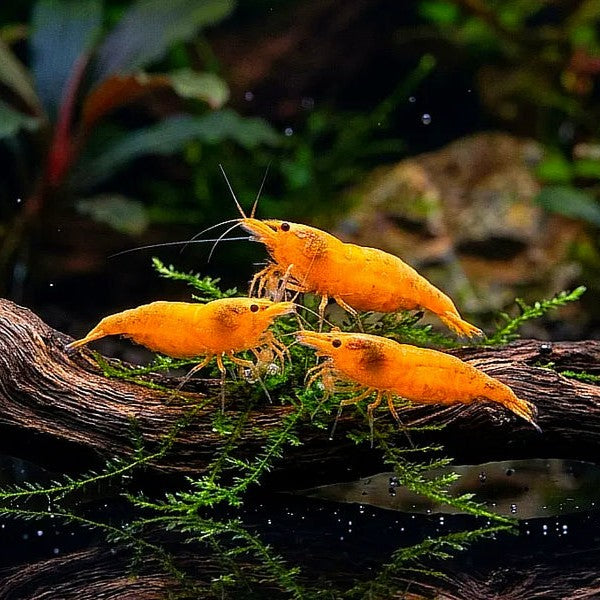 Neocaridina davidi - 🧡 Crested Cream
