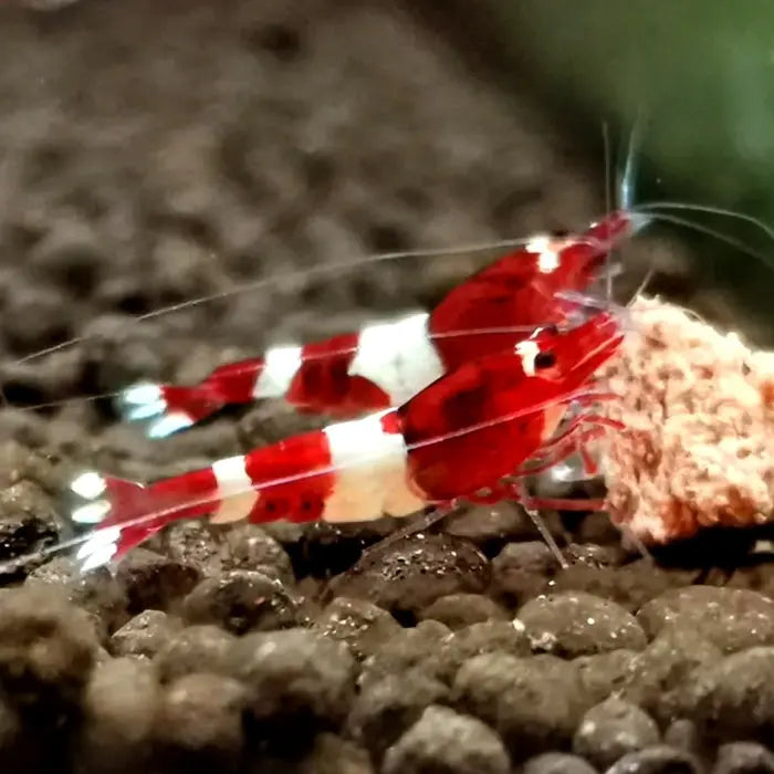 Caridina logemanni - Zwerggarnele ❤️🤍 "Kristal Red" K2-K4 AquaTimo