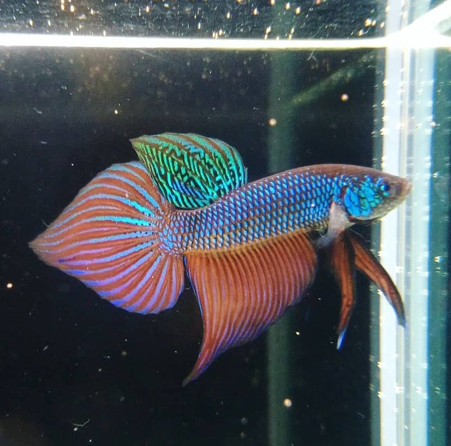 Smaragd-Kampffisch – Betta smaragdina 🐟💚