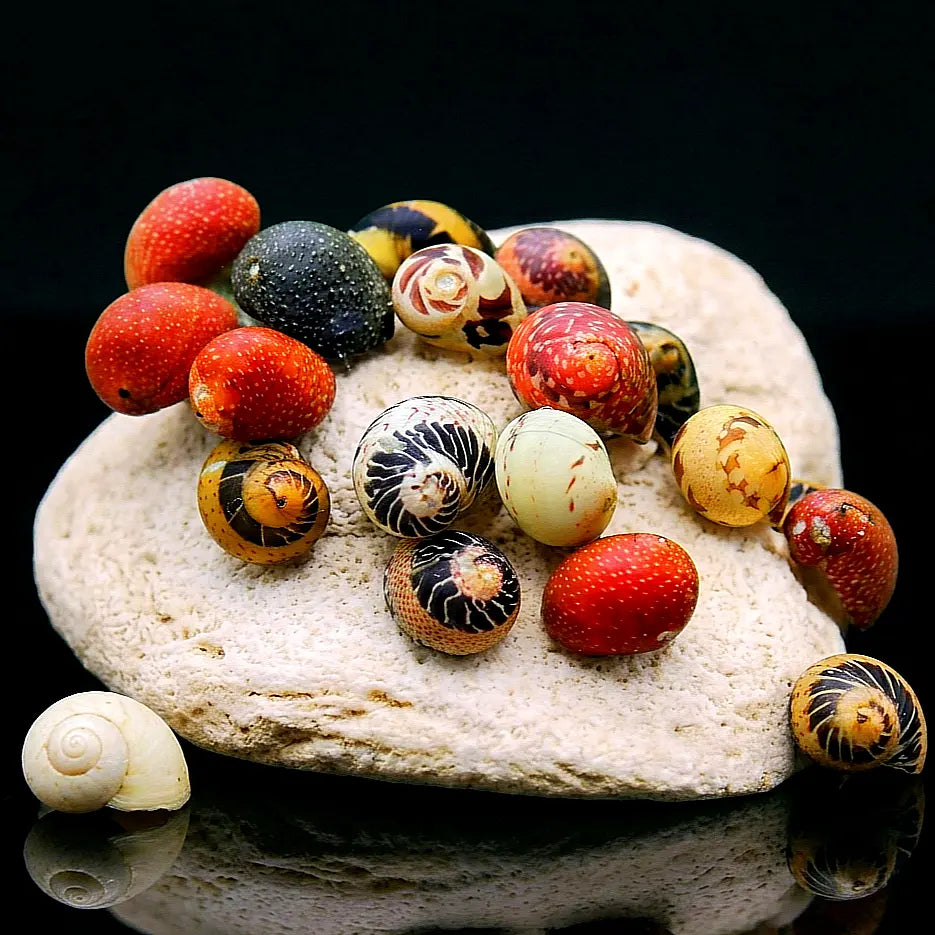 Clithon sowerbianum - 💙❤️🧡💛Fancy Geweihschnecke AquaTimo