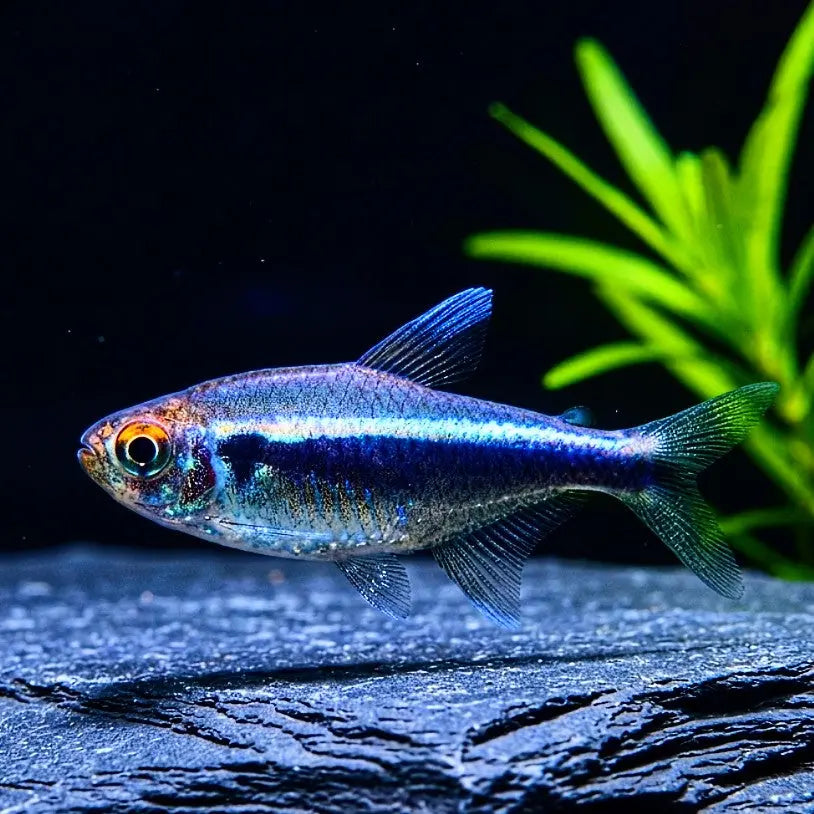 Hyphessobrycon herbertaxelrodi – Schwarzer Neon / Neon Schwarz AquaTimo