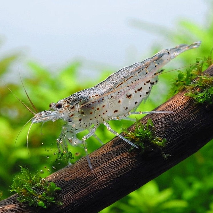 Caridina multidentata - Amanogarnele -🤍 Natur 🌱