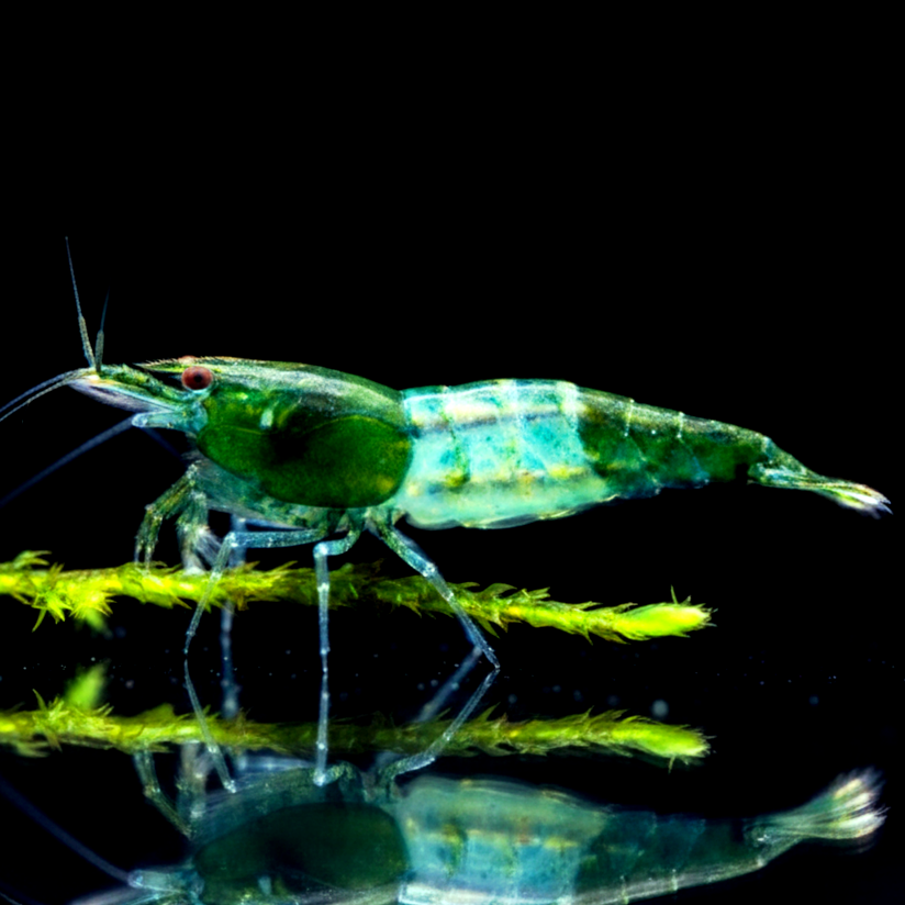 Neocaridina davidi - Green Rili Garnele