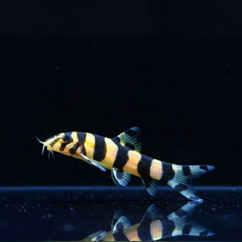 Burma Prachtschmerle – Zebrastreifenschmerle Botia histrionica 🐟🇲🇲
